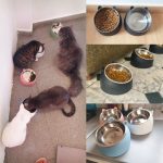 1666111724663-4f2a8668eb784ade84f6e050bf5c1599-goods
